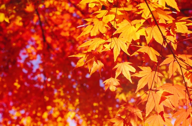 吉野山の紅葉デートに行こう 色づき始める見頃な時期はいつくらい White Apple Life